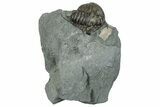 Bargain, Flexicalymene Trilobite Fossil - Indiana #289991-1